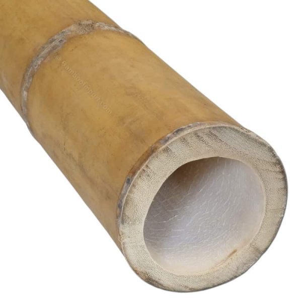 Bamboepaal guadua 13-15 cm